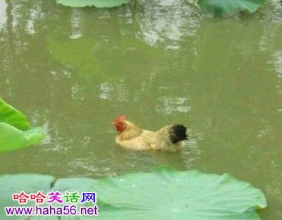 常说鸭子，鹅会游泳，难道鸡一辈子也学不会吗