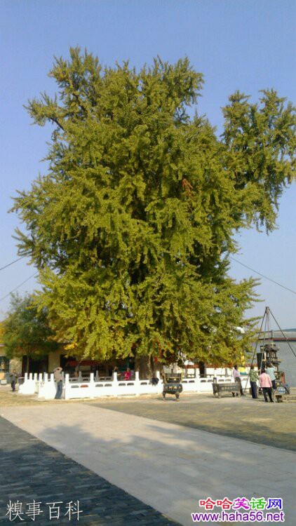 四千年老神树