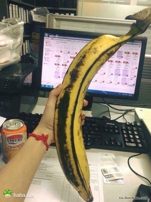 这是香蕉？！
